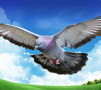 Pigeon Traina